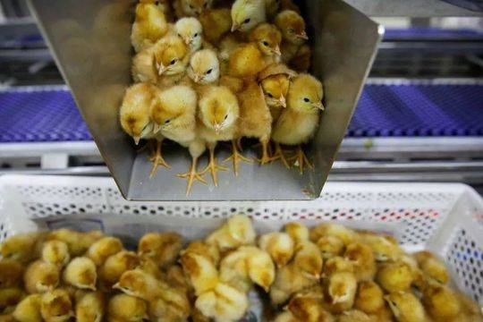 芜湖7家博物馆52件文物当选省一级文物名录