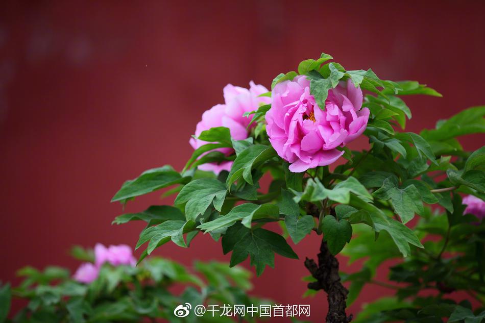 铜陵举行“爱鸟周”主题摄影展助力生态文明建造