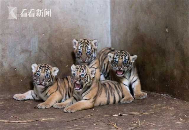 滁州市小小戏迷唱大戏