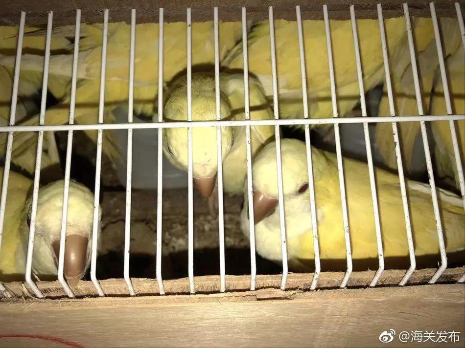 至德小学在县书画竞赛中获佳绩