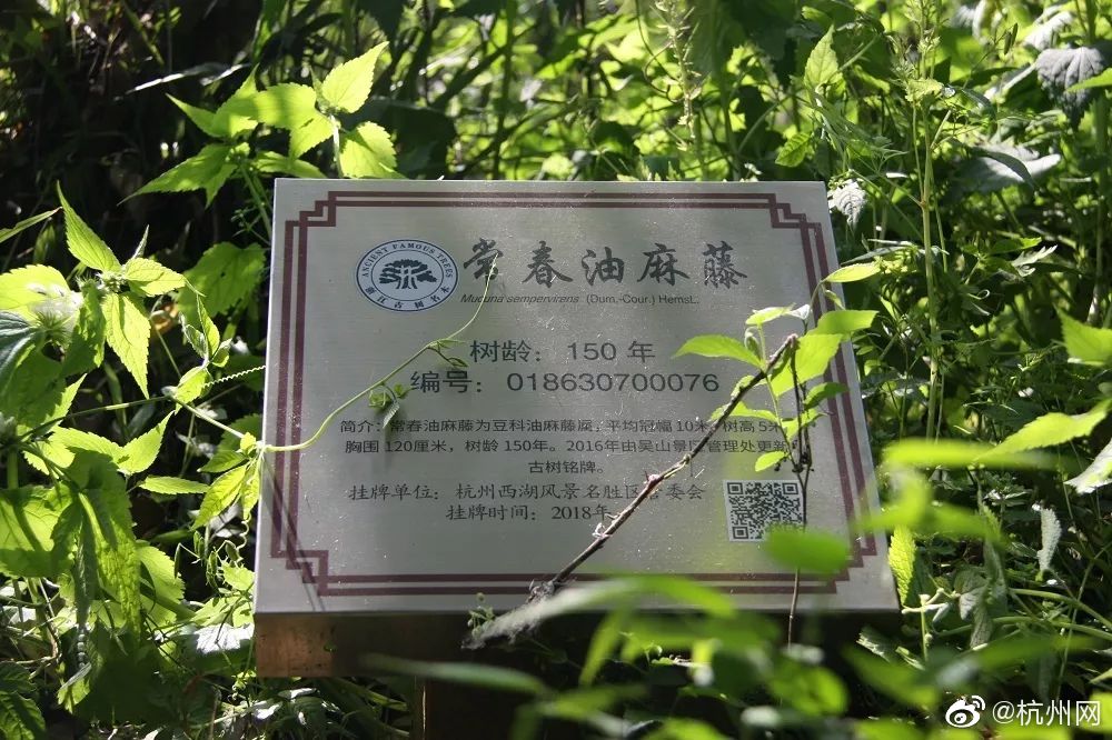 合肥市近300名太极选手同台竞技