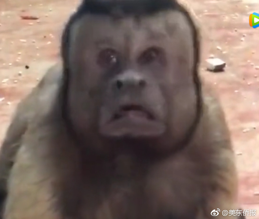 教孩子包粽子 传承民俗文化