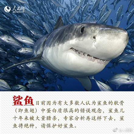 诗传古韵 词润幼年 繁昌少年赛场扬风貌