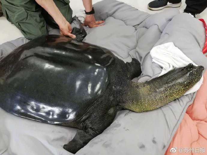错失绝杀！萨利巴横扫门前特罗萨德踢偏，门前包抄的人没碰到球