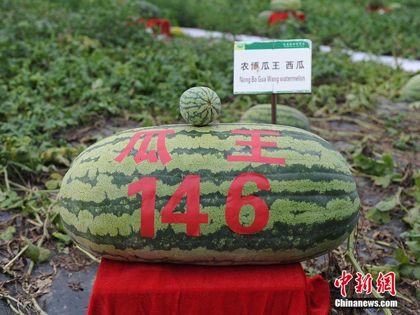 宿州市萧县刘套镇举行第33届桃花笔会