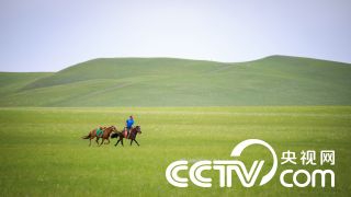 新品上市·高山花茶