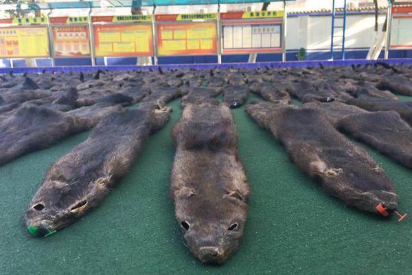 西域珍果变爆款！看“升旗”如何用地理优势打造千万级单品？