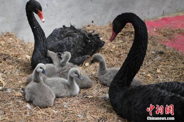 馈赠佳品，喜庆新装！王老吉春节礼盒，献礼美味中国年！