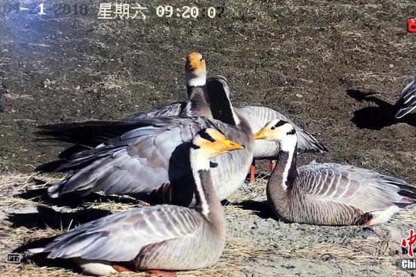 首届安徽省中华职业教育立异创业大赛在亳举办