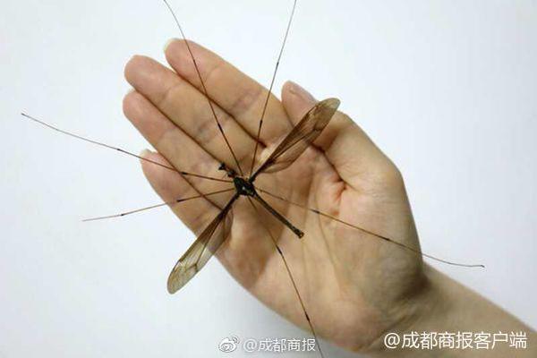 合肥市举行戏曲（小品）、曲艺大赛
