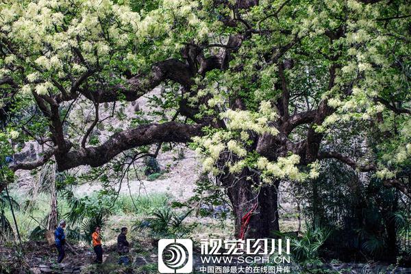 刺桐“梦华录”再登央视 世遗泉州魅力开放