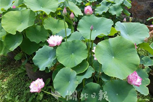 十六年火爆网，六重豪礼助实体！恭贺沃尔旺食品续约火爆网！