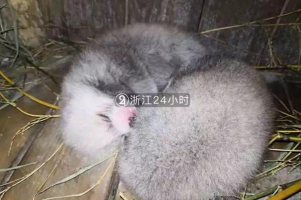 安庆市举行第二届“举旗号·送理论”暨决战决胜脱贫攻坚微宣讲比赛