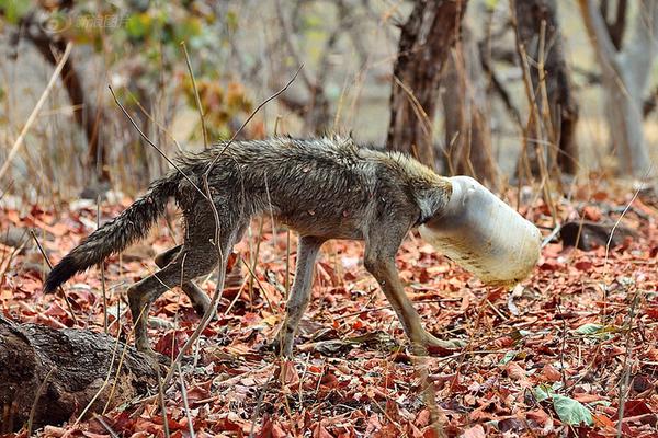 果汁汽水、白花蛇草水…可乐犇犇双爆品出击春节市场！