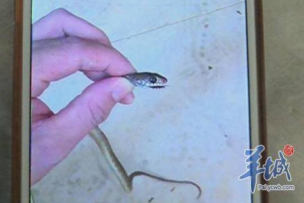 主张：夏天要有泰新鲜！顾客爱它清甜，经销商靠它挣钱！
