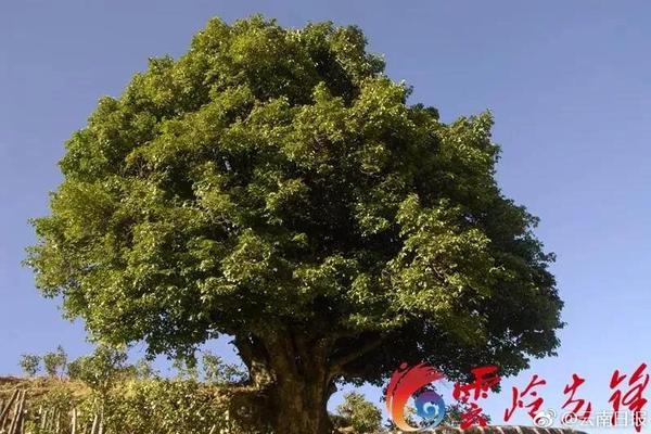 凤台县推剧团“送戏进万村”提早“交卷”