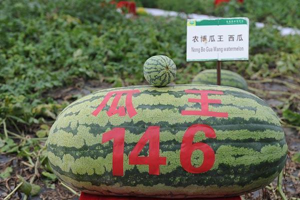 饮料商场后浪凶狠，“芝士来了”，优势凸显，燃爆商场！