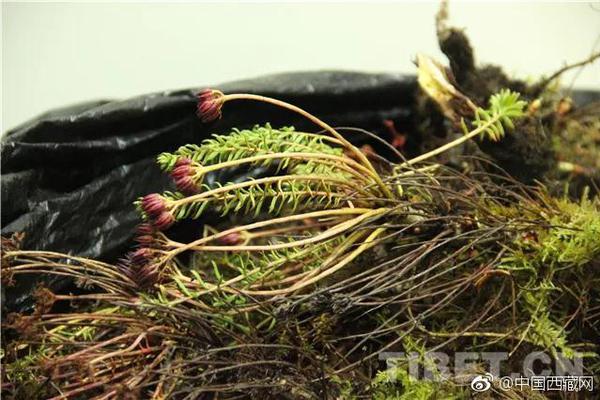溪头镇：百亩花海引客来