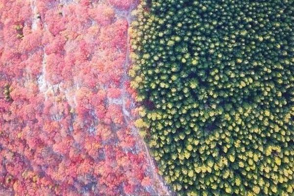 桃花镇精彩玩转“免费敞开”