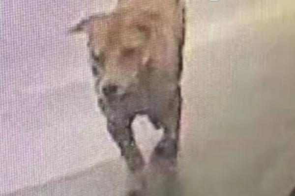 滁州市琅琊区文化馆敞开春日亲子非遗之旅