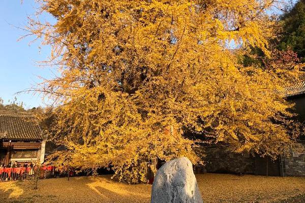 【春节礼盒选品】口碑和排面一个都不能少，31年的品质积淀——顶真好礼！