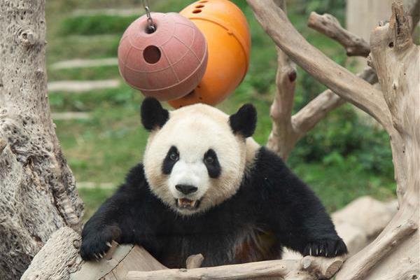 “业余选手” 给古籍整理带来新活力