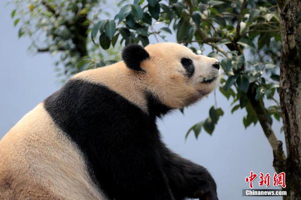 典型西蒙尼胜利！西甲历史上10胜场最多教练：西蒙尼85场第一