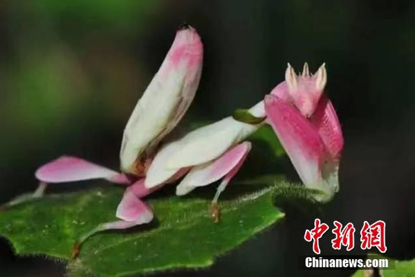 刘昊然确定为vivo S6代言人，月底发布会在即【数码&手机】风尚中国网