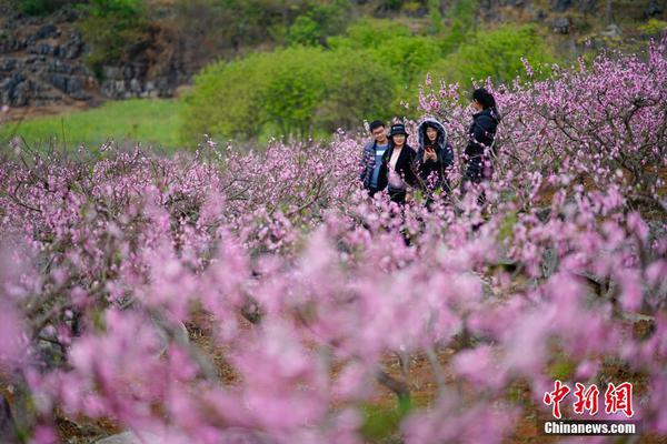 地城枫柏岗荷花百里香