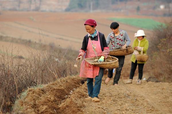 300个玉米种类在肥“选美”