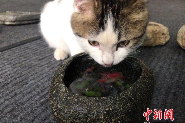 领跑赛道，势不可挡！开年即决战，谊达苏打水开始狂奔了！