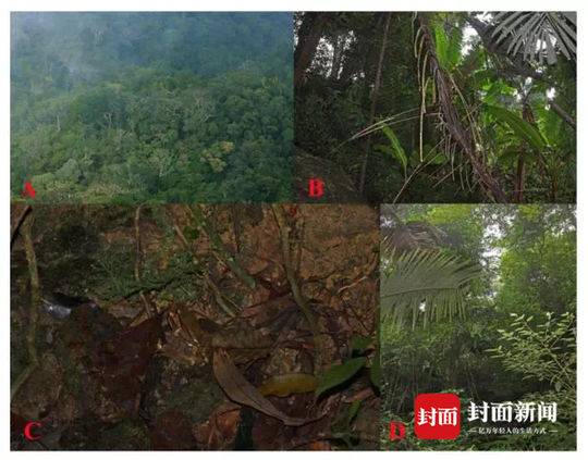 3D立体口感！王果果每日果茶汽水——直戳年轻消费者喜好！