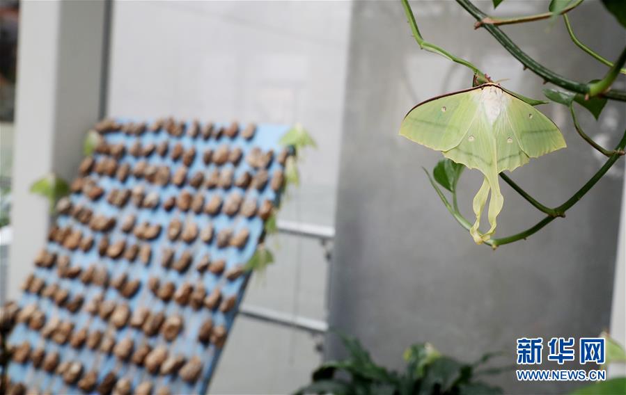 十六年火爆网，六重豪礼助实体！恭贺沃尔旺食品续约火爆网！
