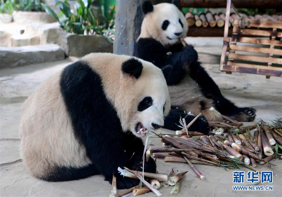 石台开展特色产业做强村庄旅行