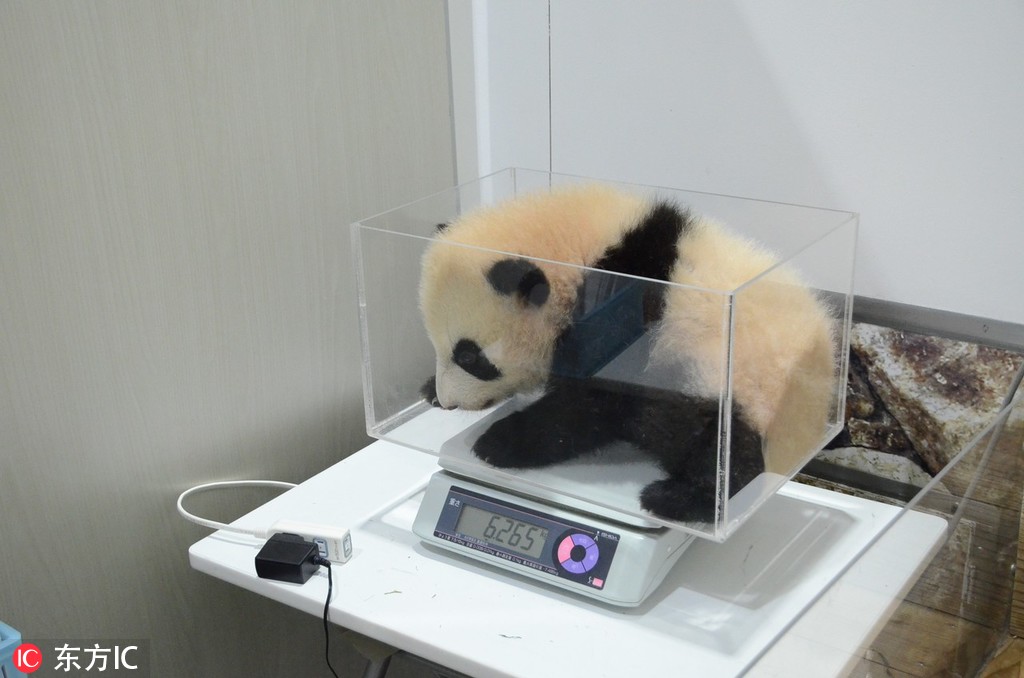宁德市花卉企业产品 顺利通关出口美国