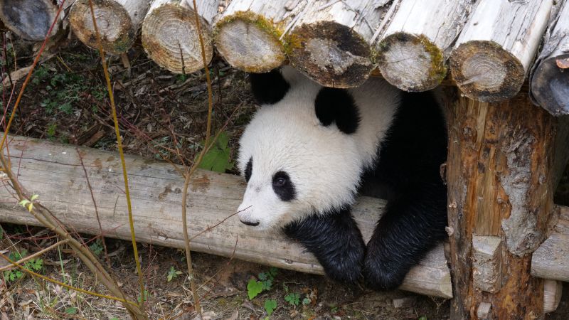 先睹为快！ 大阪世博会上的“徽力气”