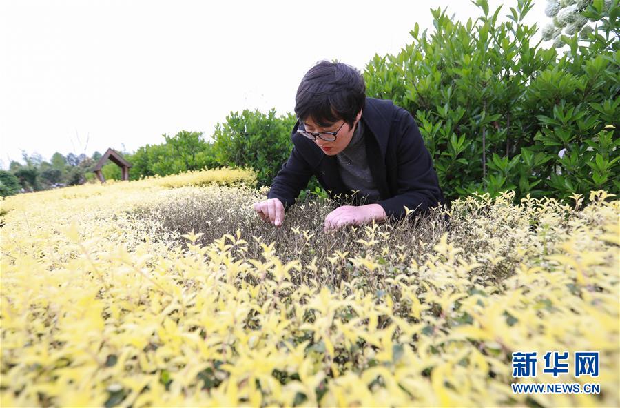 淮北隋唐运河古镇庙会真热烈  八方游客喜洋洋