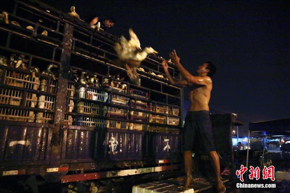 顶羊脱膻山羊奶，不腥膻、易吸收！高端品质，火爆招商！
