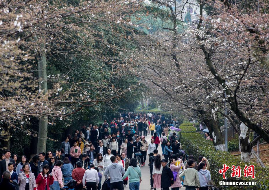 韩再芬：“协同”六部戏，再诉黄梅心